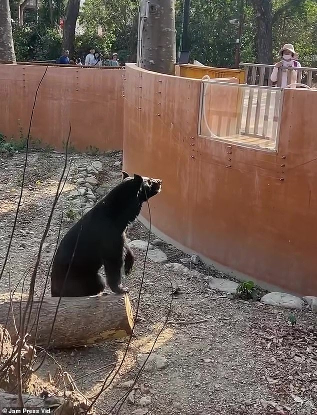 The curious creature was caught on camera jumping over a tree trunk before standing on its hind legs