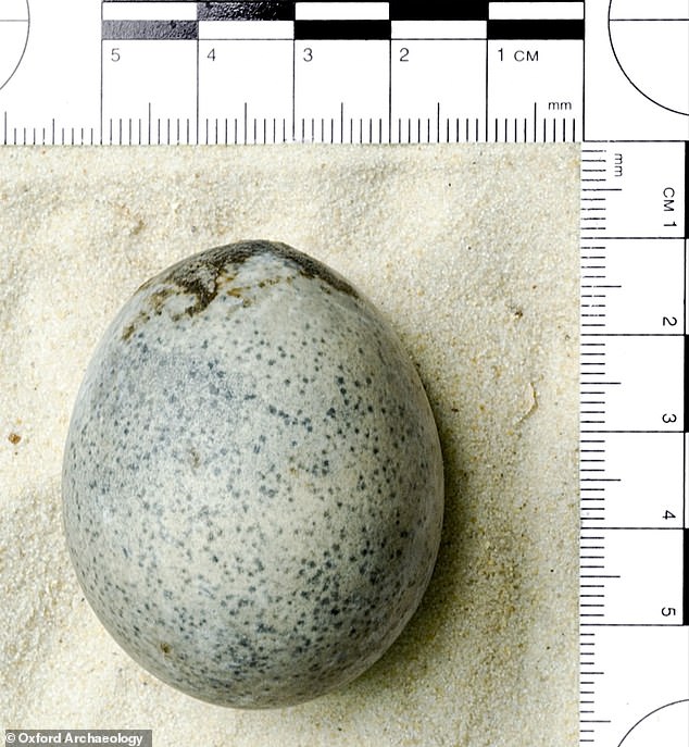 An egg found in Buckinghamshire dating back to Roman times still has an intact liquid, new analysis shows