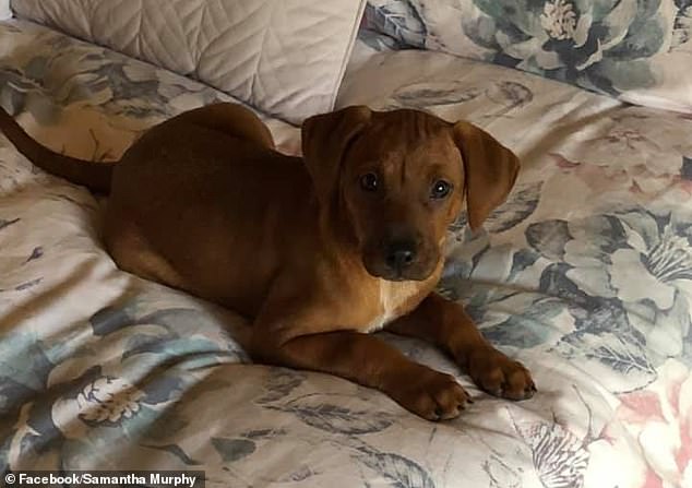 Samantha's beloved dog Ruby (pictured) has been euthanized after being hit by a car in the days following her disappearance