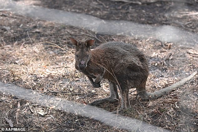 AUSTRALIA: Emergency warnings have been issued due to fires in and near the Grampians National Park, with some communities told to take shelter.  The temperature reached 35 degrees