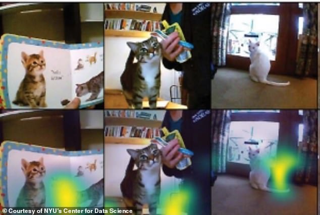 The camera captured 61 hours of footage, which amounts to approximately one percent of Sam's waking hours, and was used to train the CVCL model to match words to images.  The AI ​​was able to determine that it saw a cat