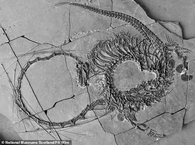 Scottish scientists discover very strange fossilized Chinese dragon that is