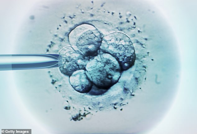 Embryo selection for IVF shown under a light photomicrograph - the treatment is overwhelmingly popular with Americans