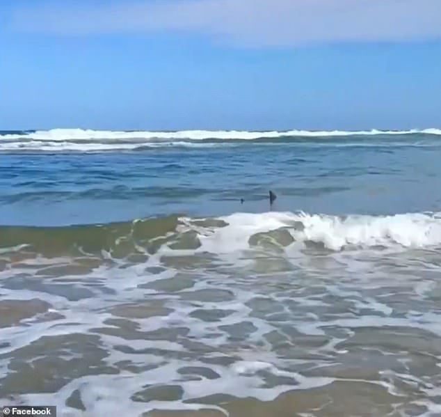 The dorsal fin of an unidentified shark was spotted in the shallow waters of a popular beach north of Coffs Harbour