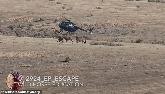 Another clip shows a helicopter nearly colliding with a herd of frenzied horses