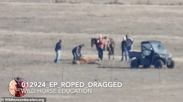 Shocking video shows a wild horse being dragged behind an ATV as part of the federal government's efforts to remove them from public lands