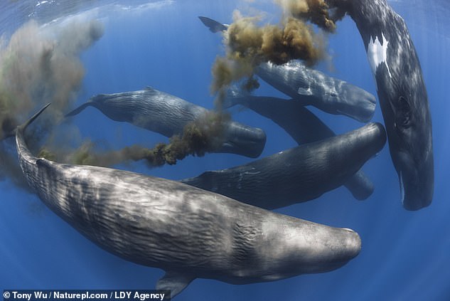 Whale poop helps control global warming