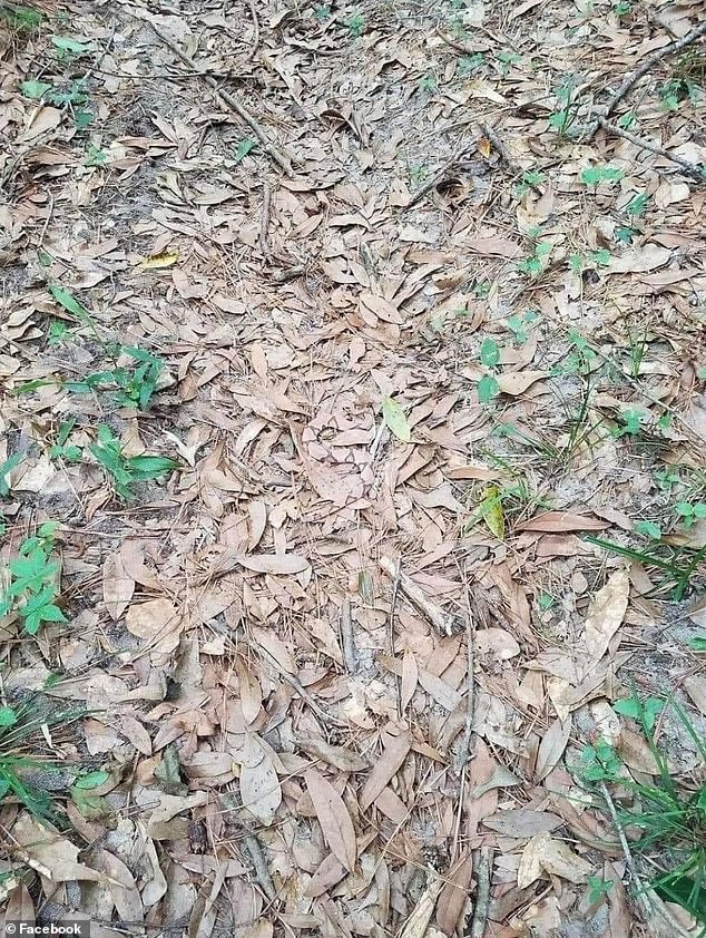 A photo shared on Facebook shows fallen brown leaves and sticks on the ground among some bushes, which at first glance look normal.  But upon closer inspection, one can see a copperhead snake lying disguised among the leaves