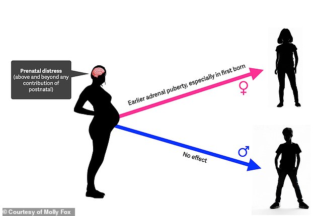 The researchers found that prenatal stress was linked to earlier signs of puberty in first-born girls, although there was no effect in boys