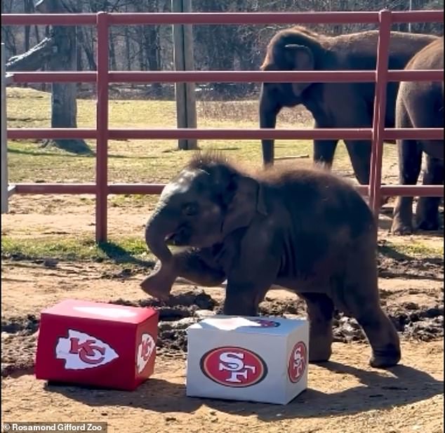 Zoo animals in the United States favored the Kansas City Chiefs to win the Super Bowl