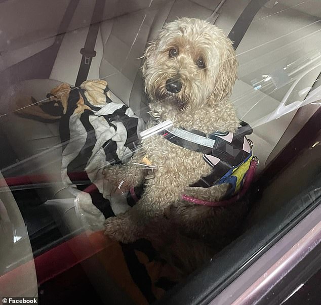 A woman has been called out online for leaving her dog Gracie (pictured) locked in her car on a hot day in Sydney