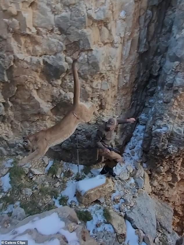 The wildlife biologist and his assistant had a nail-biting brush with death after a ferocious mountain lion angrily charged towards them after they shot the beast with a tranquilizer dart