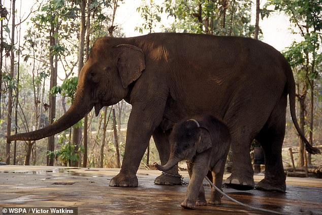 Illustrative image shows working elephants in Thailand.  Animal welfare groups say tourism drives demand for a 'cruel' industry in which elephants live miserable lives of servitude