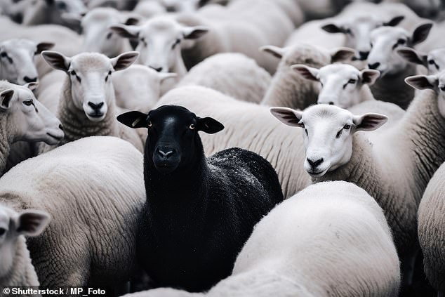 Stand out from the crowd: herd investors who blindly followed their peers underperformed performance chasers over a decade