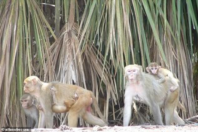 An island off the coast of South Carolina is causing a stir, with a population of more than 4,000 wild monkeys