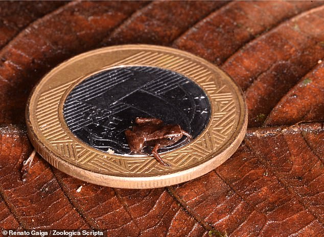 Although biologists have been aware of the existence of the pea-sized flea toad (above) since its first identification in 2011, it took an extensive survey of 46 specimens to confirm that it was truly the smallest in the world.