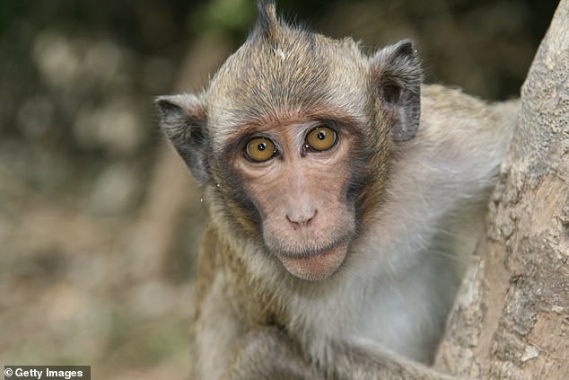 Macaque monkeys are common subjects of medical research because many of their body systems are similar to those of humans.