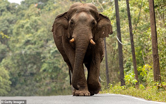 Runaway elephants are terrorizing people in Thailand with a wave of deadly attacks, as locals began arming themselves with 'ping pong bombs' to deter the growing numbers of animals (file image of an elephant in Thailand's Khao Yai National Park )