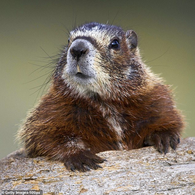 Punxsutawney Phil is the groundhog best known for making an annual weather forecast on Groundhog Day in Punxsutawney, Pennsylvania