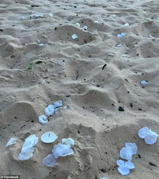 The plastic petals can remain in the environment for hundreds of years and kill large amounts of wildlife, including turtles