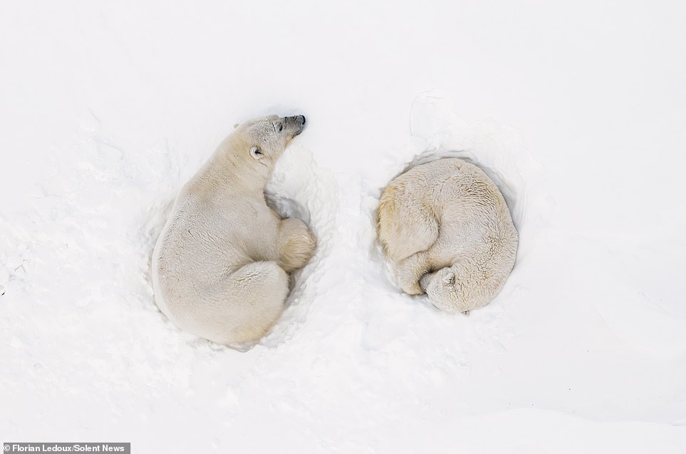 Two polar bears then curled up to sleep peacefully next to each other in an adorable display of affection