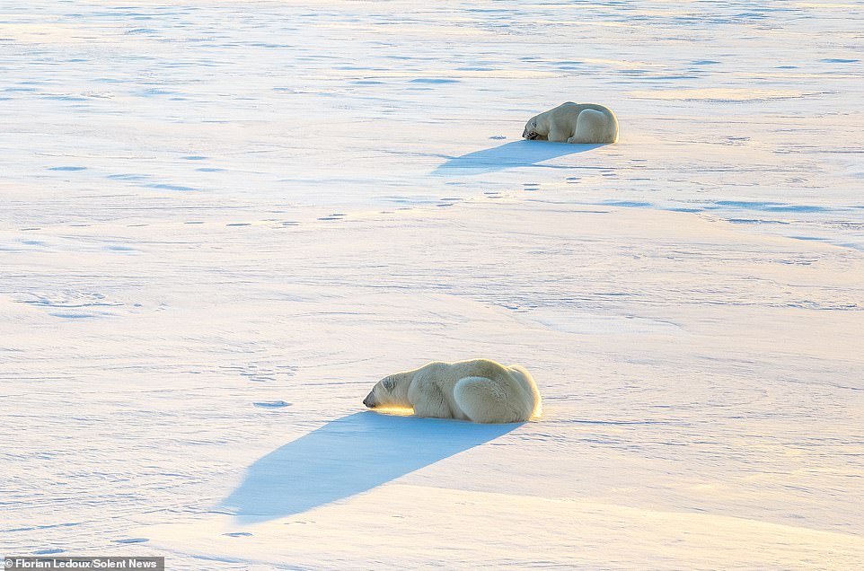 They were caught on camera in Spitsbergen, a Norwegian archipelago between mainland Norway and the North Pole, after the male bear chased the female for weeks.