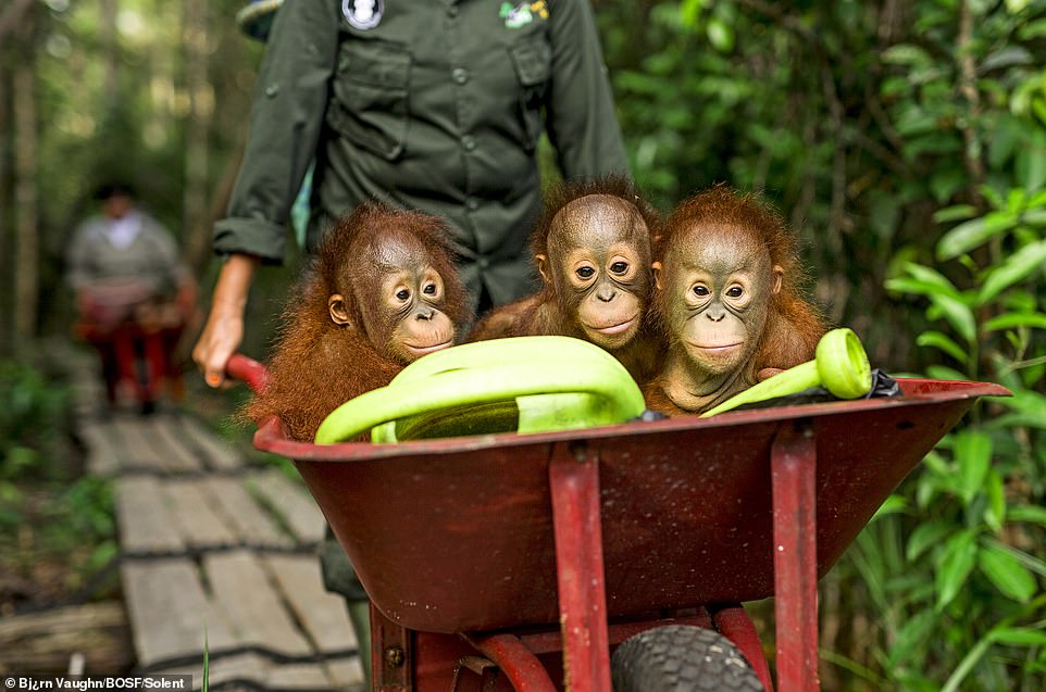 Orangutans between 3 and 7 years old are transported in a wheelbarrow by surrogate mothers, a practice used in all BOS Foundation centers for efficiency