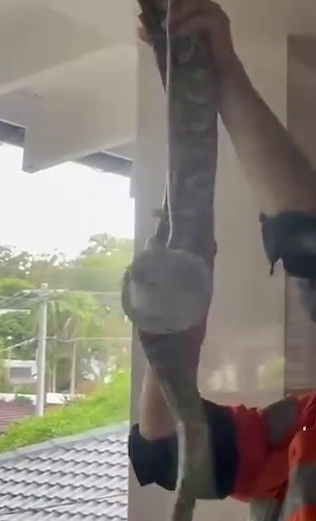 A snake catcher faced a tricky ordeal when he tried to remove a large carpet python (pictured) from the ceiling of a Brisbane home