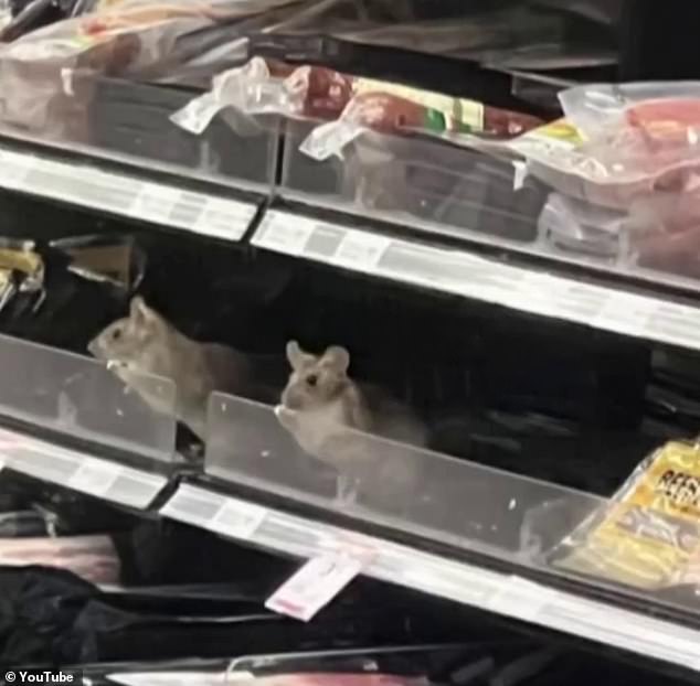 This pair of rats was spotted on the shelves of the Woolworths Countdown store in the New Zealand town of Dunnedin