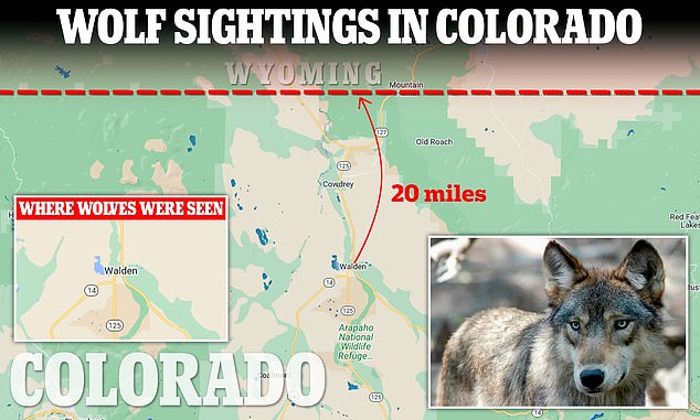 A gray wolf sighting occurred in Walden, Colorado, about 20 miles (32 kilometers) from the state line, raising concerns among ranchers