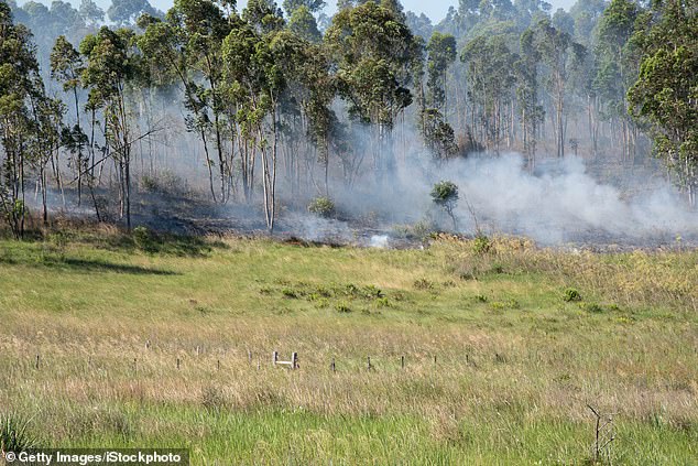 In the Amazon, the model predicts there will be record temperatures that could trigger a drought-induced wildfire like the one in Brazil last year (photo)