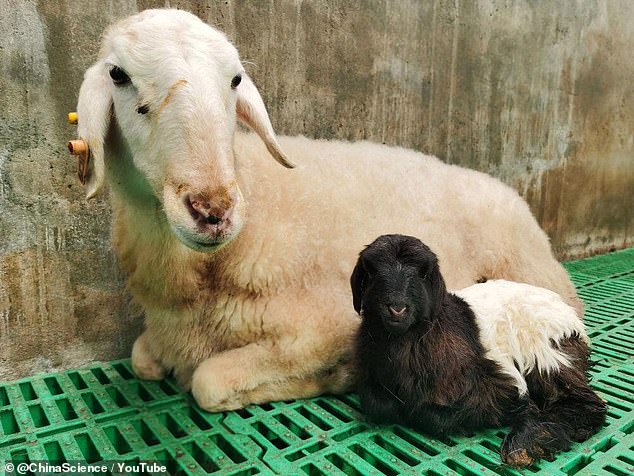 The baby is with its surrogate mother.  The two are not genetically related.  Scientists plan to use cloning to enrich Tibet's goat population with rams that can sire goats with higher quality wool