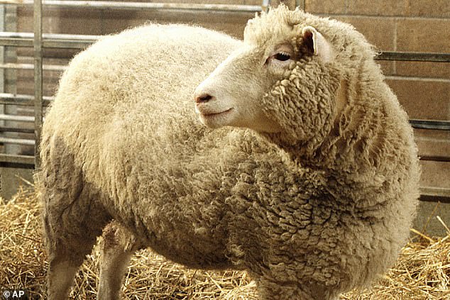 Dolly, born in 1997, was the first animal to be cloned via nuclear transfer.  The DNA of an adult sheep was implanted into an egg cell