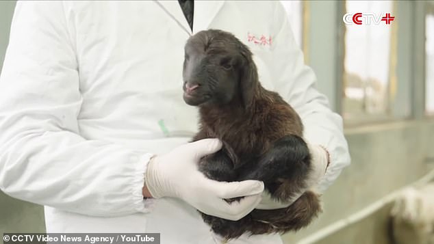 A scientist holds the cloned Tibetan baby goat, which Chinese state media said is in good health