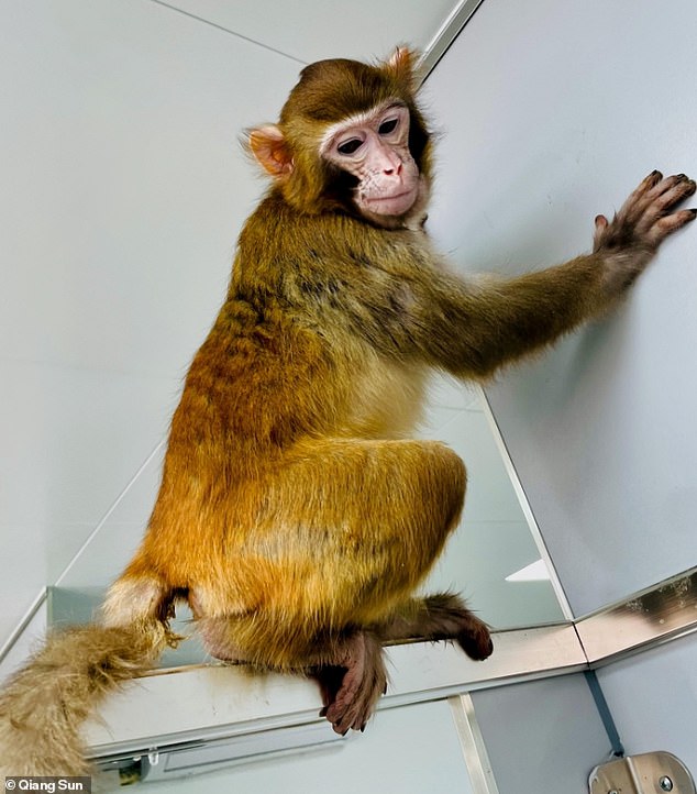 The healthy rhesus monkey (pictured) survived for more than two years, unlike a previous attempt to clone the species