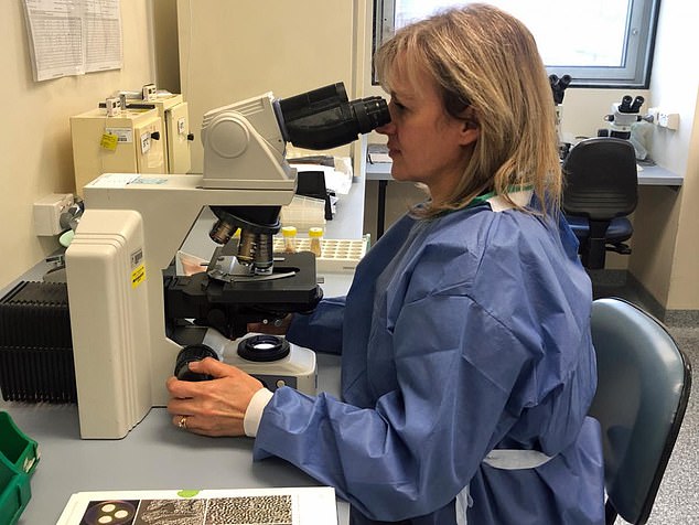 Last year, Kidd and her team realized that Candida auris was a new type of strain that is resistant to drugs, but has worked hard to conduct diagnostic tests to understand, identify and diagnose the disease.