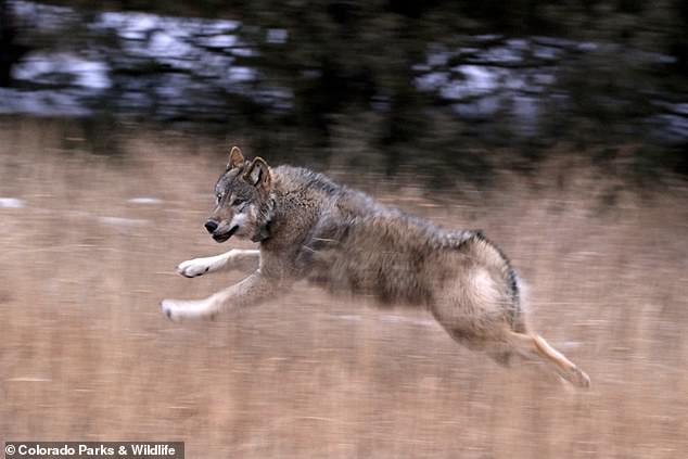 Colorado Parks and Wildlife had released 10 endangered gray wolves, fitted with a GPS satellite collar, into a remote forest in Colorado's Rocky Mountains in December 2023.