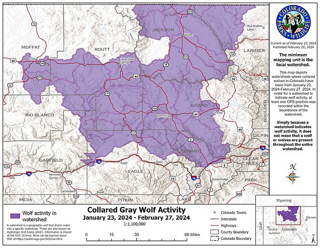 Based on the data, it has now been confirmed that two out of 10 wolves recently entered Moffat County, which is less than 50 miles from the Wyoming border, where killing wolves is legal year-round.