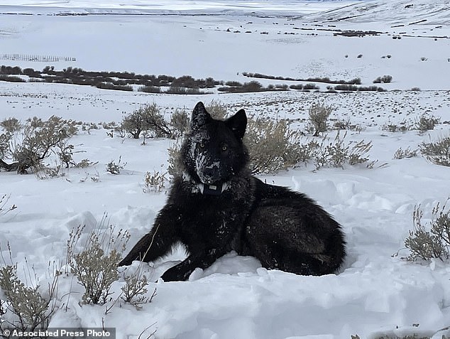 The possibility of Wyoming ranchers killing the two wolves in Moffat County has not upset any CPW officials