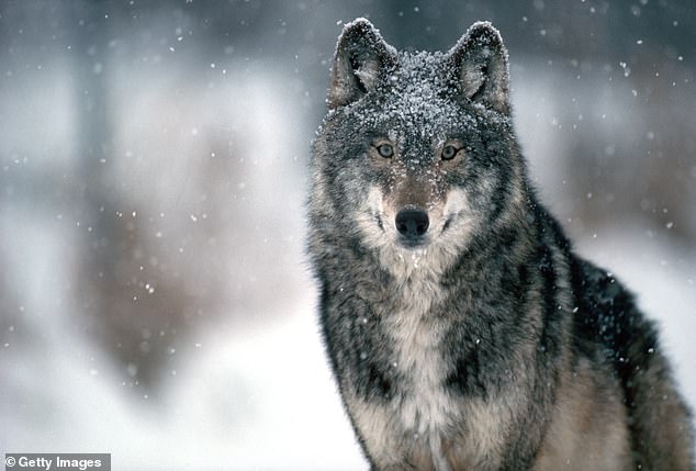 Reintroduction has proven to be a controversial issue.  Gray wolves were nearly exterminated in the 20th century