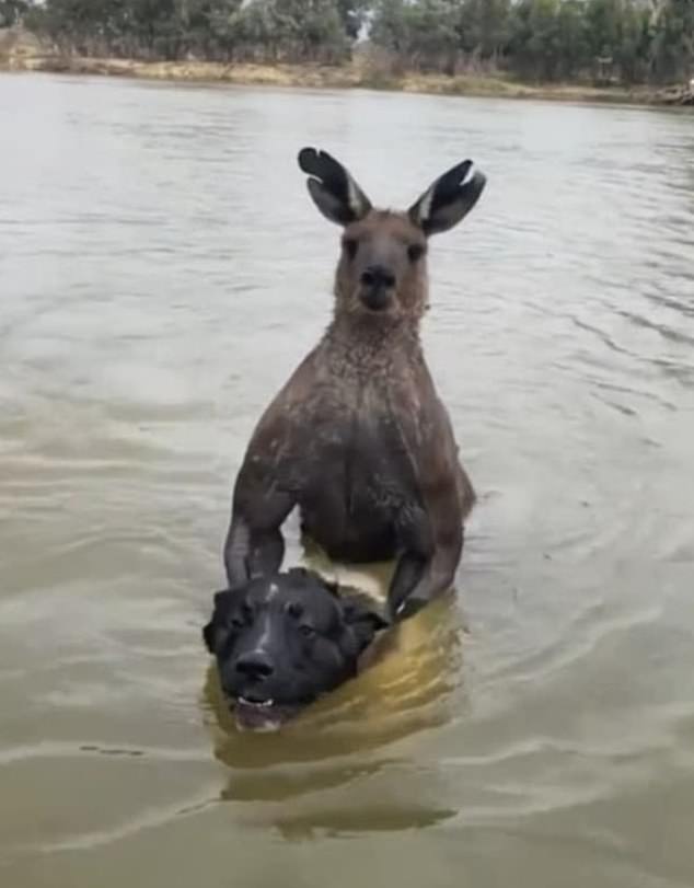 A Tik Tok video posted a few months before Logan was murdered showed a man saving his dog from a kangaroo that was drowning him