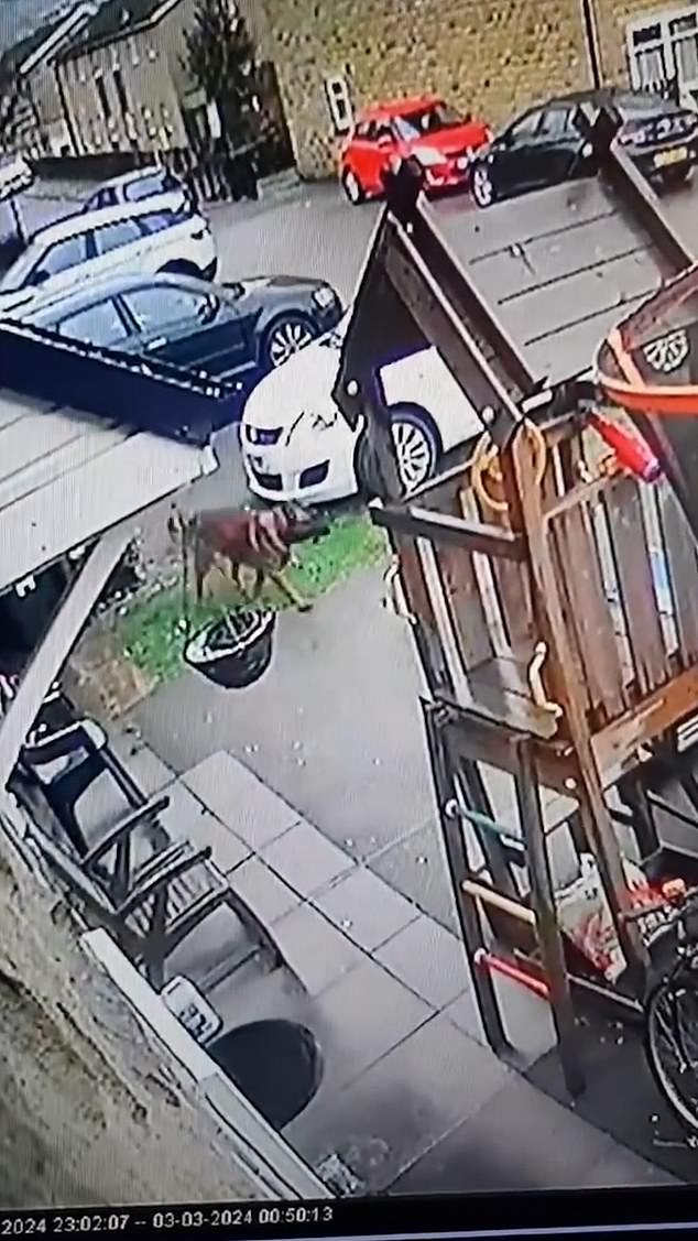 In the photo: The dog appears to run back to its owner who was behind the fence after launching its attack on the cat