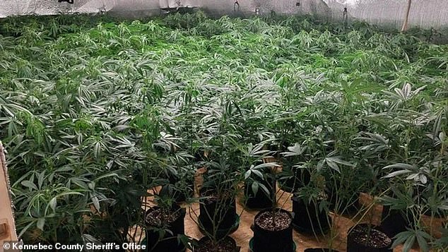 Maine police seized 970 marijuana plants from a Chinese farm in the city of China in January