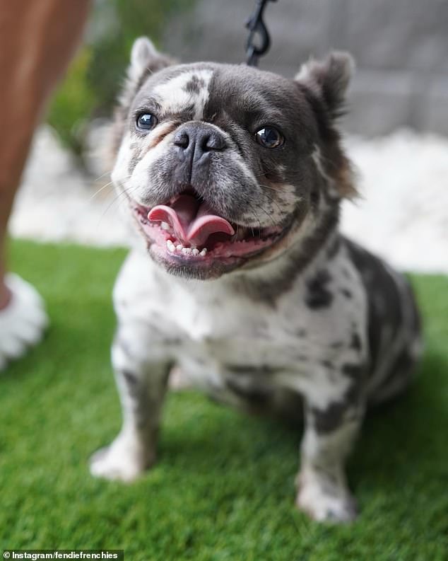 Joel, who works as an online fitness coach and owns a dog breeding company called Fendie Frenchies, shared the news via Instagram on Saturday.  (Photo: Christie and Joel's French Bulldog, London)