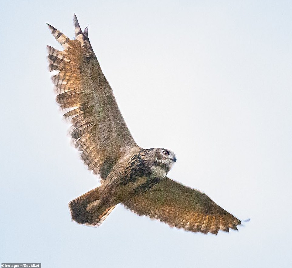 People at the ceremony also called for new laws to help prevent birds from flying into buildings and reduce the use of rat poison that larger birds can ingest while eating prey.