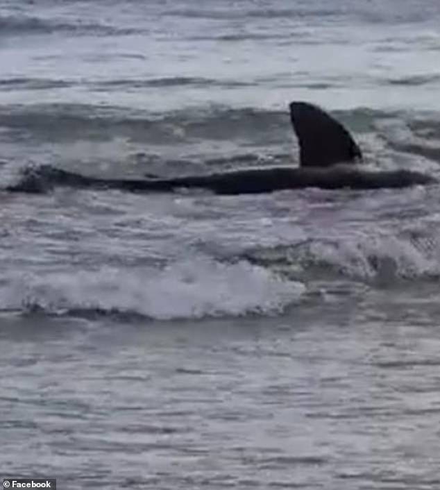 The adult female shark was spotted just before struggling with the incoming waves and appeared 'sick' before beaching