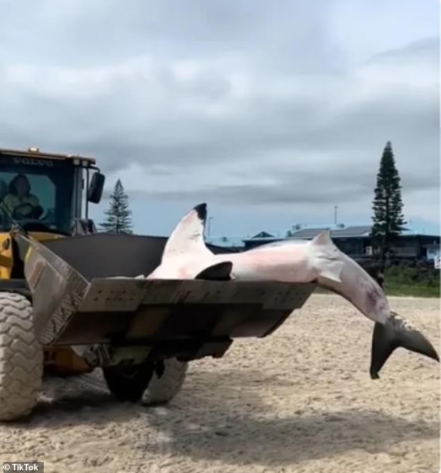 It was euthanized on site by veterinarians before being removed by a skid steer (pictured) to be transported to be examined by the NSW Department of Primary Industries