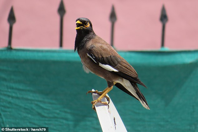 Music to the ears or deafening pain?  The singing of the Indian Myna birds affected the health and well-being of some residents