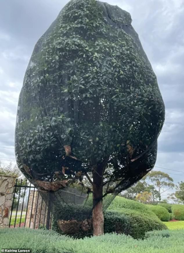 The 'bizarre' solution of covering 23 trees in plastic wrap to keep birds at bay was not only unsightly but dangerous for native birds that became trapped