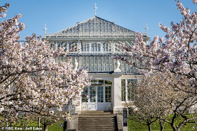 Last year, Kew scientists identified thousands of plant species that could be potential new treatments for malaria.  Pictured: Kew Gardens